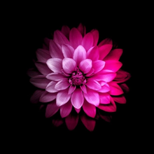 Sunny333 Avatar