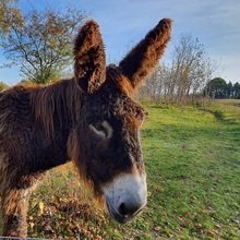 susanne-gueldner Avatar