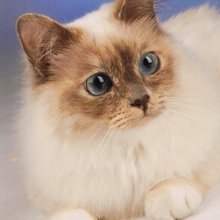 heike-engel10 Avatar