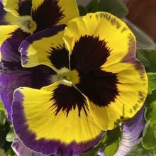 Rosenstolz2004 Avatar