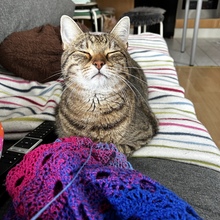 haekel-susi89 Avatar