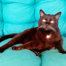 bohemiancatmom Avatar