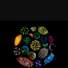 sarah-herkling Avatar