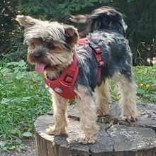 sibylle-langanke Avatar