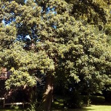 gerlinde-liepelt Avatar