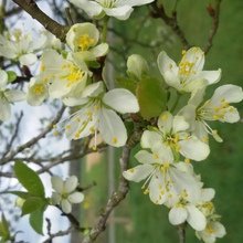 elisabeth-riesau1 Avatar