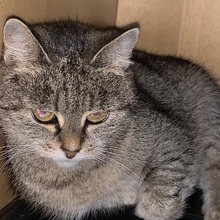 BlackKittyCat Avatar