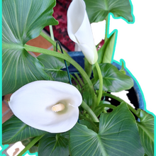 ursula-fichtner Avatar